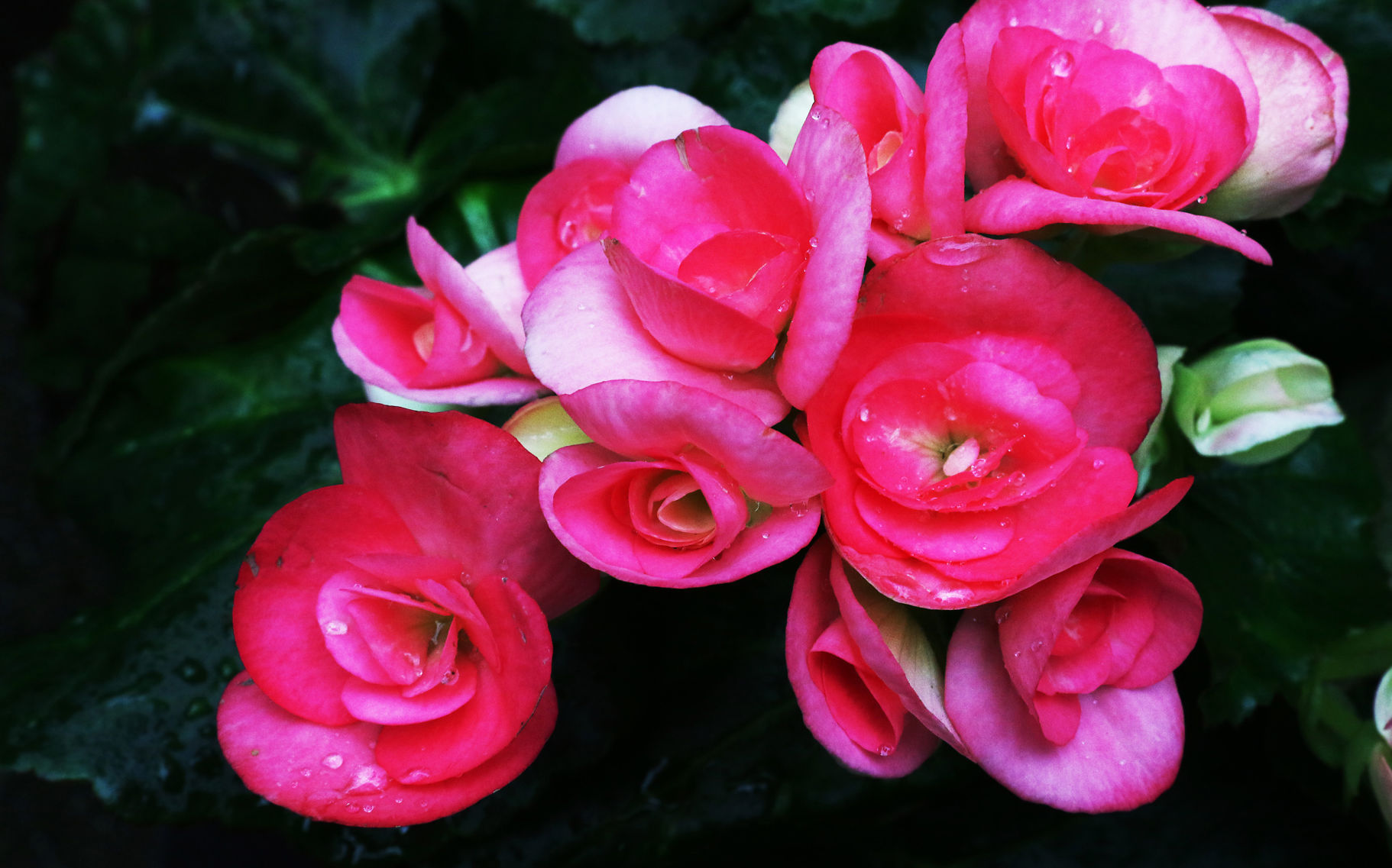 Outtakes: Blooming begonia